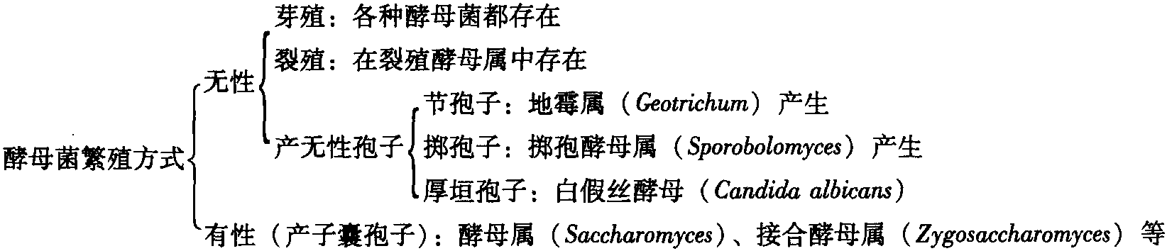 二、酵母菌的繁殖方式和生活史